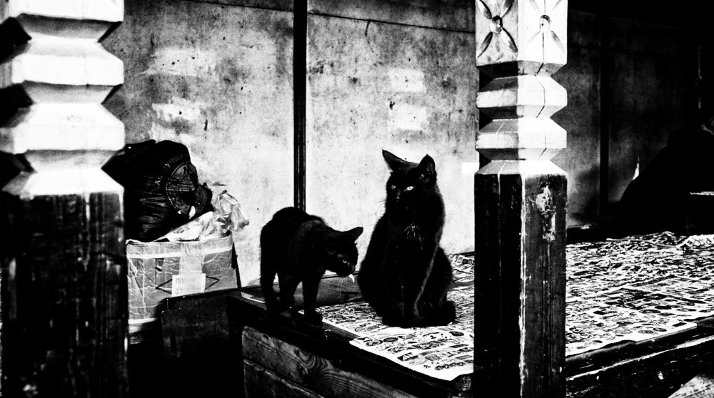 Photograph by Михаил Ногин