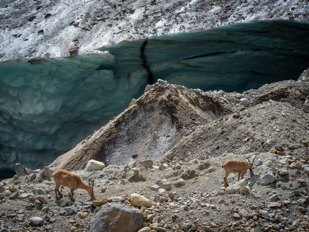 Алибек и туры