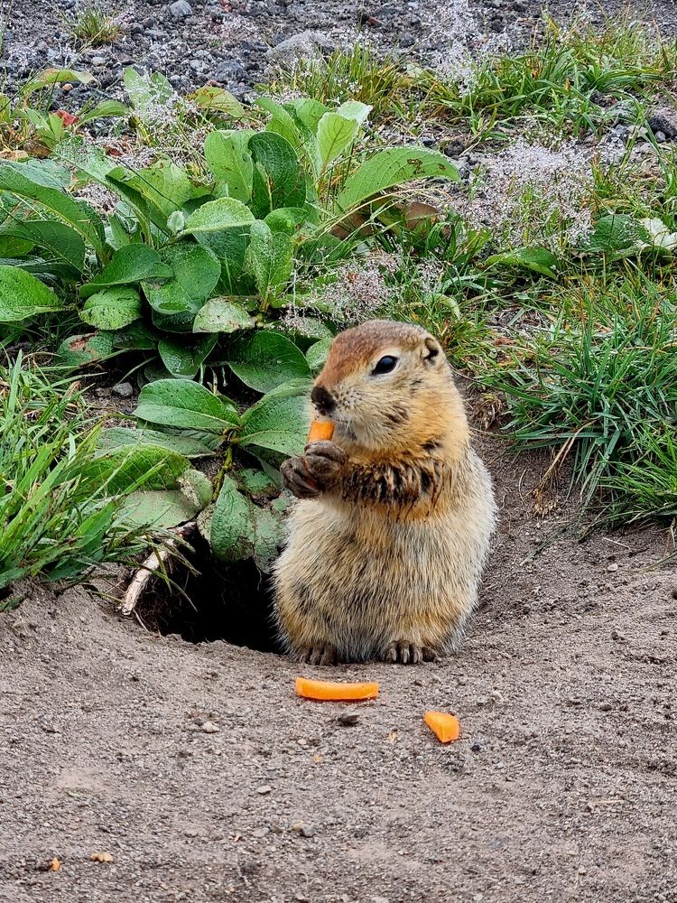 Photograph by Анна Паулюконети