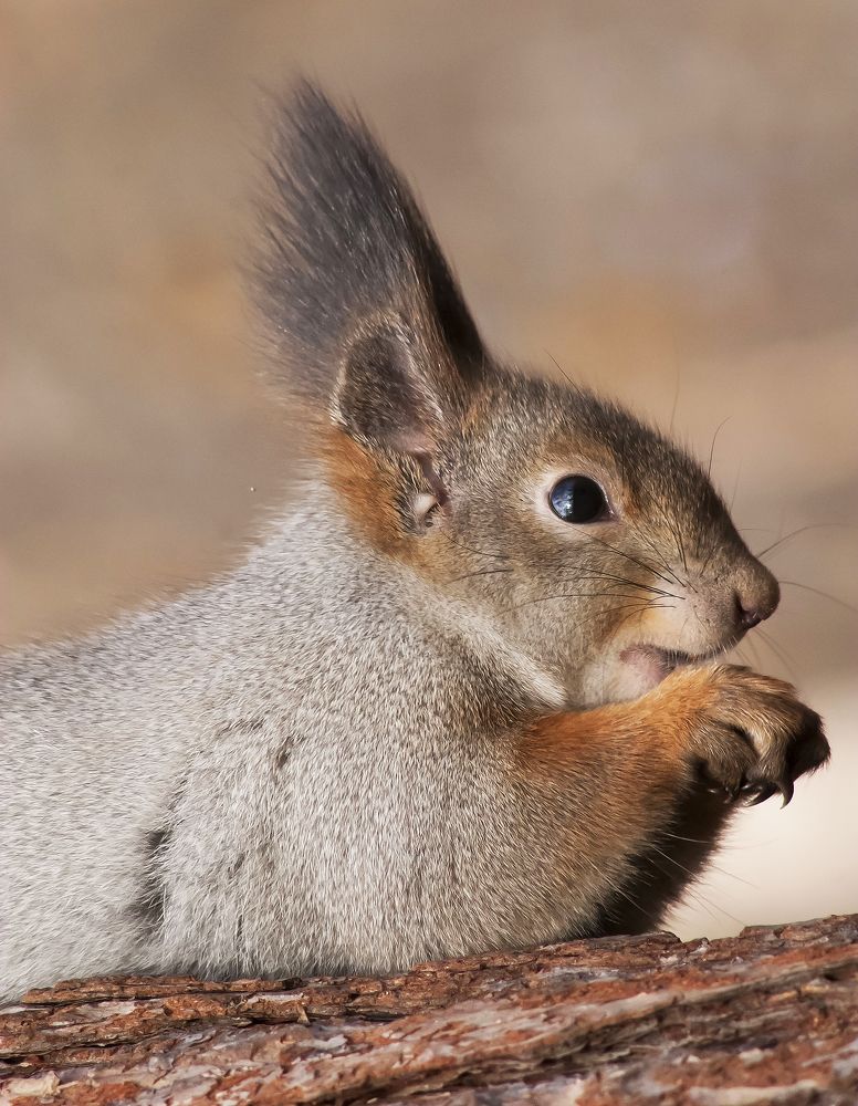 Photograph by Алексей Патлах