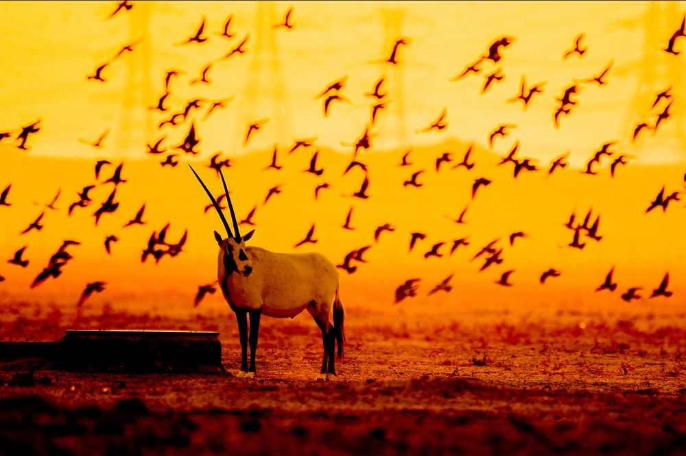 diversity of Animals in Desert land