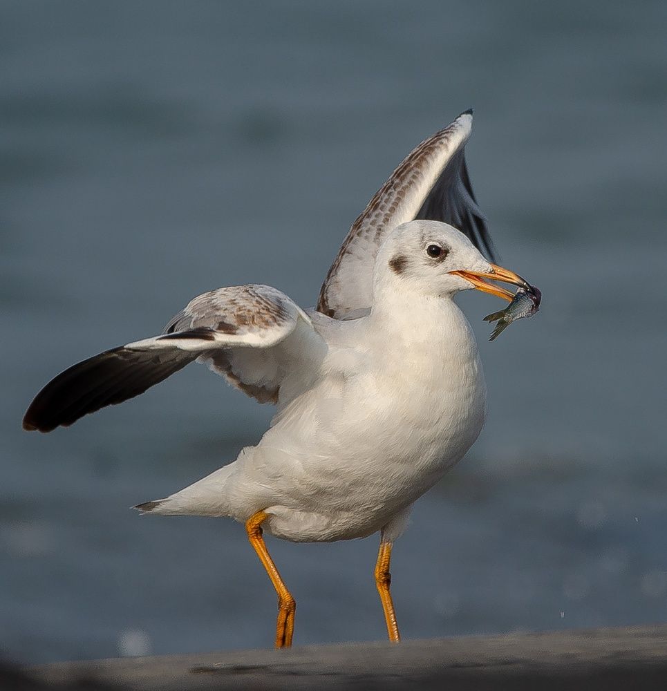 Фотография автора Vishal s