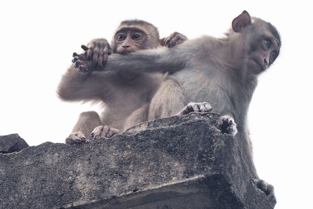 Фотография автора Светлана Зимина