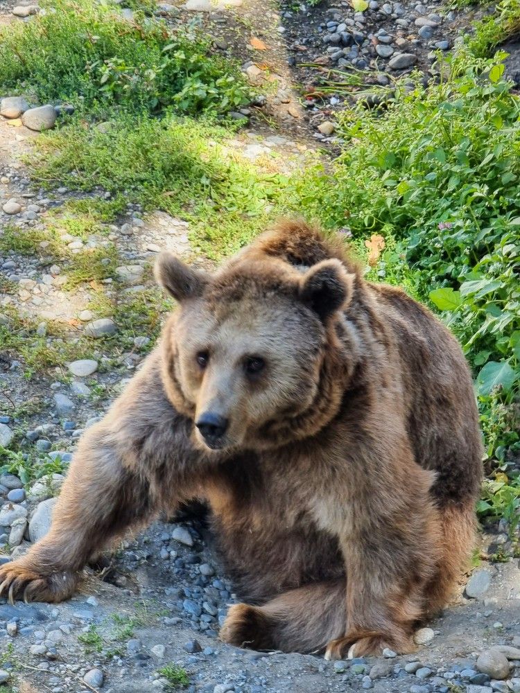 Кавказский мишка