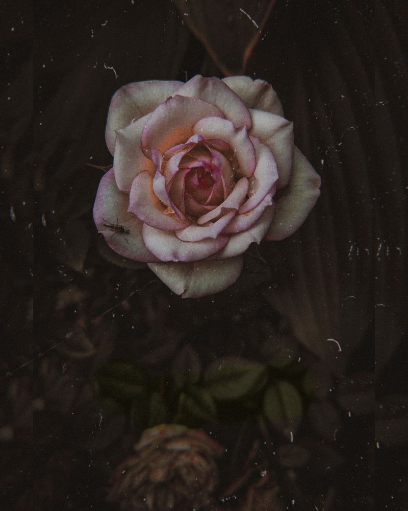 Photograph by Дарья Макаревич