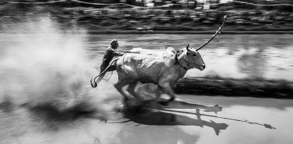 Cow racing festival in the Mekong Delta