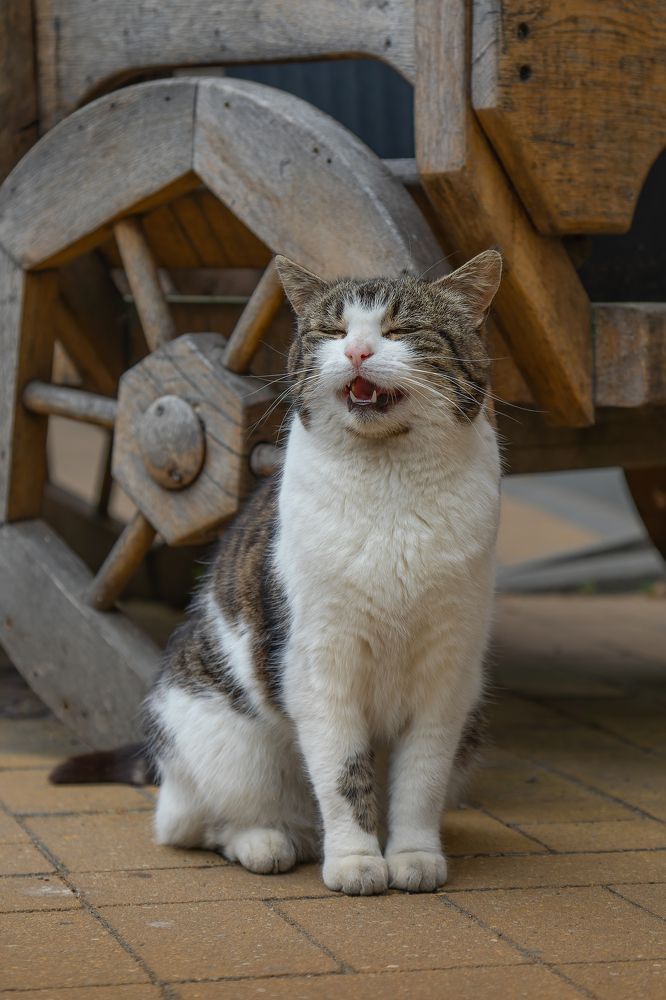 Фотография автора Vadim Svirin