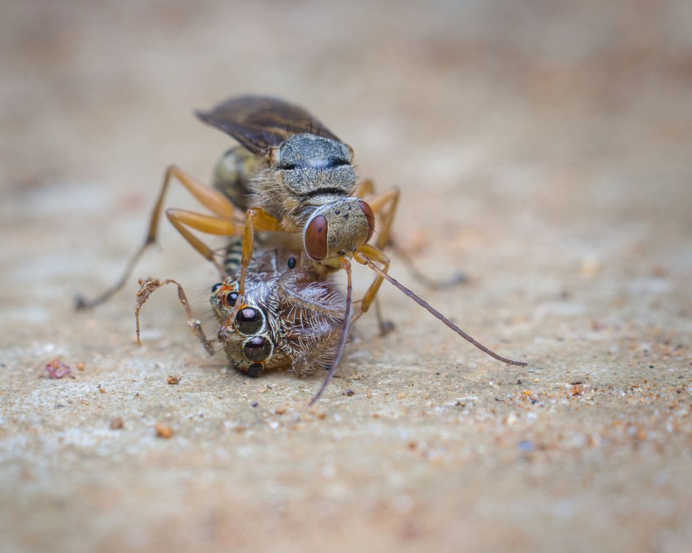 Photograph by Osanda Dissanayake