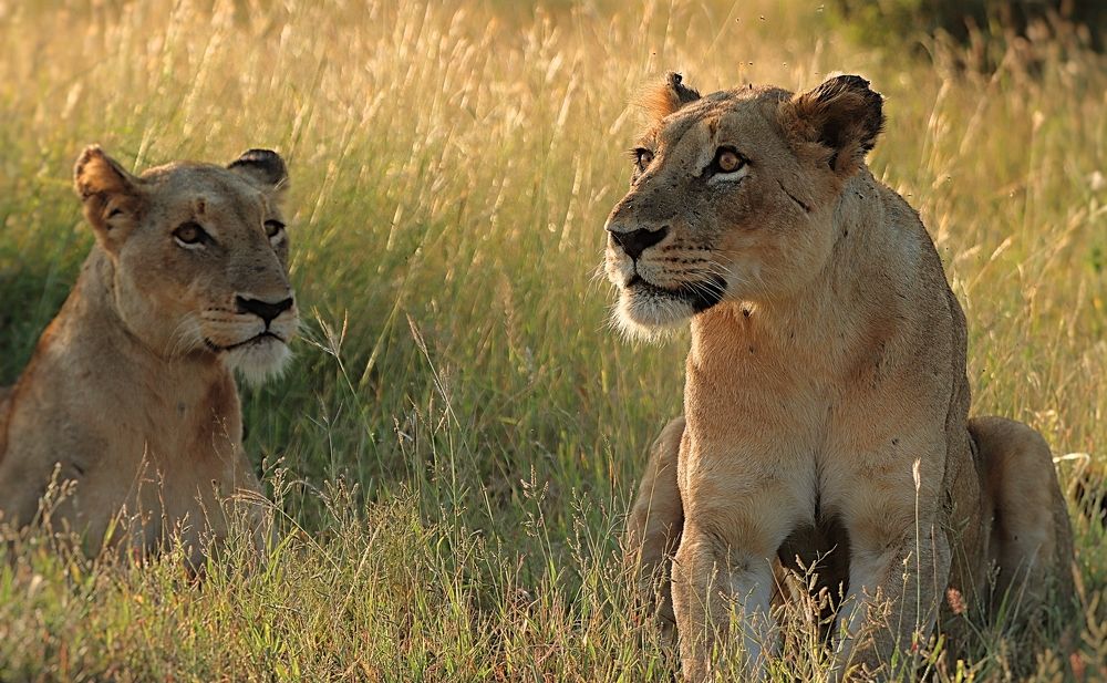 Photograph by Jacques Nel