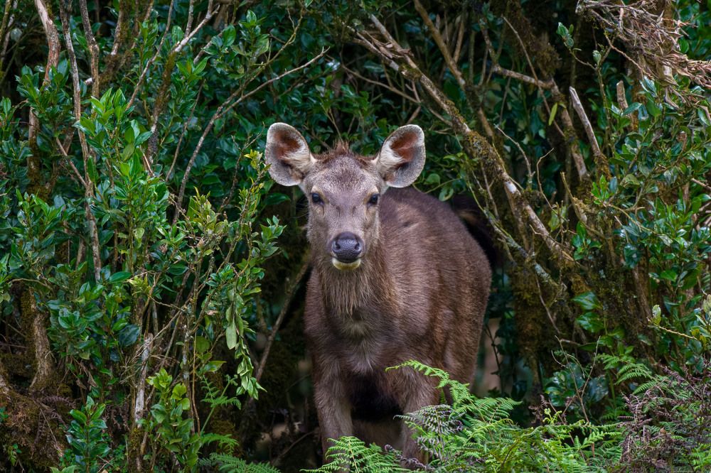 Photograph by Osanda Dissanayake