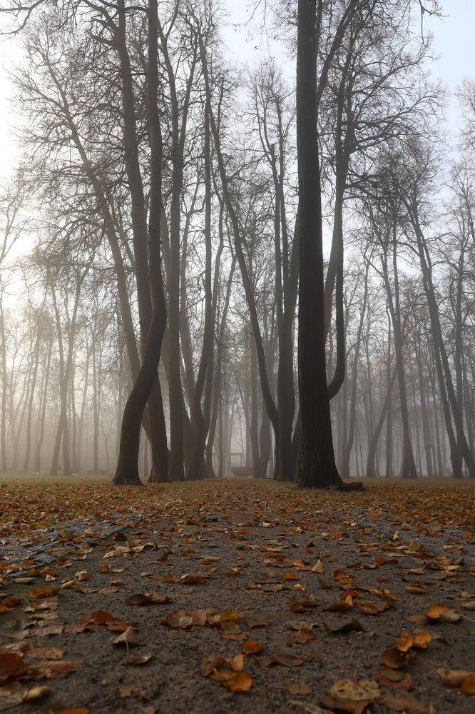 Фотография автора Колосова Елена