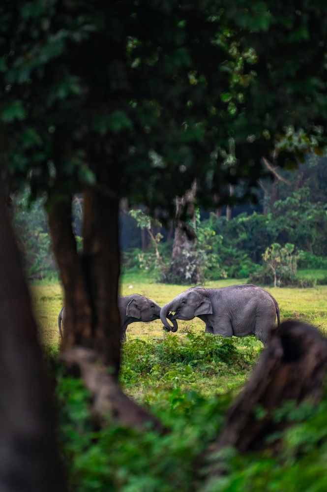 Entwined baby trunks