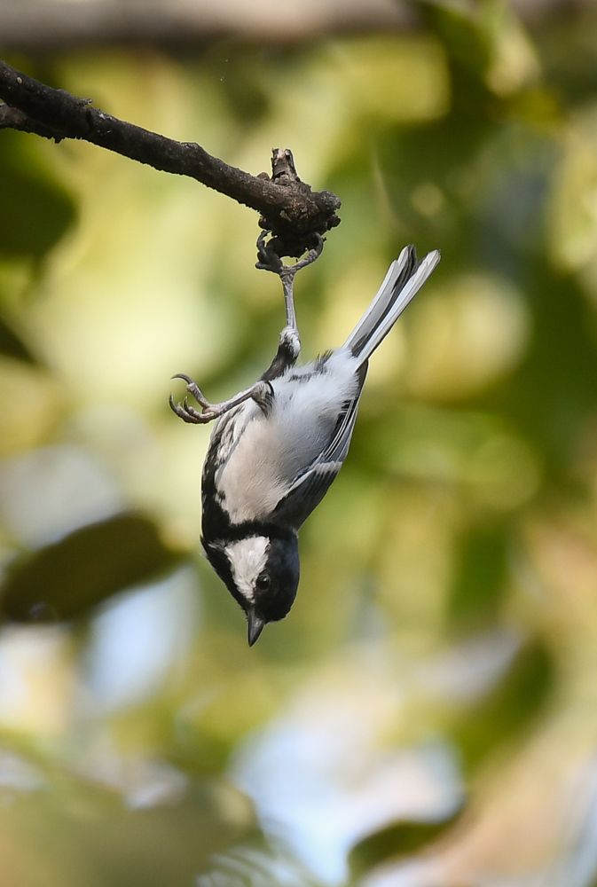 The cinereous tit (Parus cinereus) 