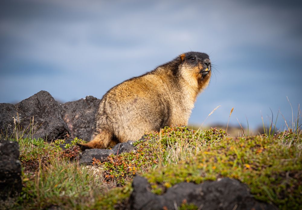Photograph by Закаляпин Денис