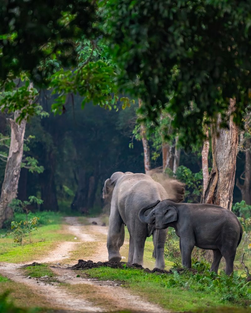 Dust bathing in the grand scheme of evolution