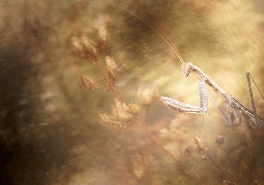 Фотография автора Panagiotis Dalagiorgos