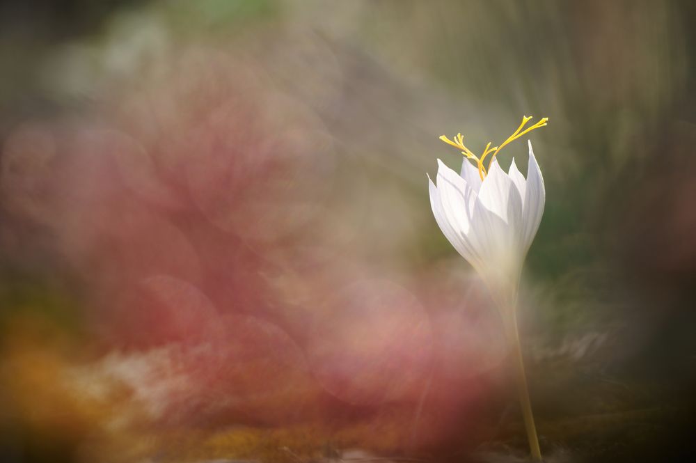 Фотография автора Panagiotis Dalagiorgos