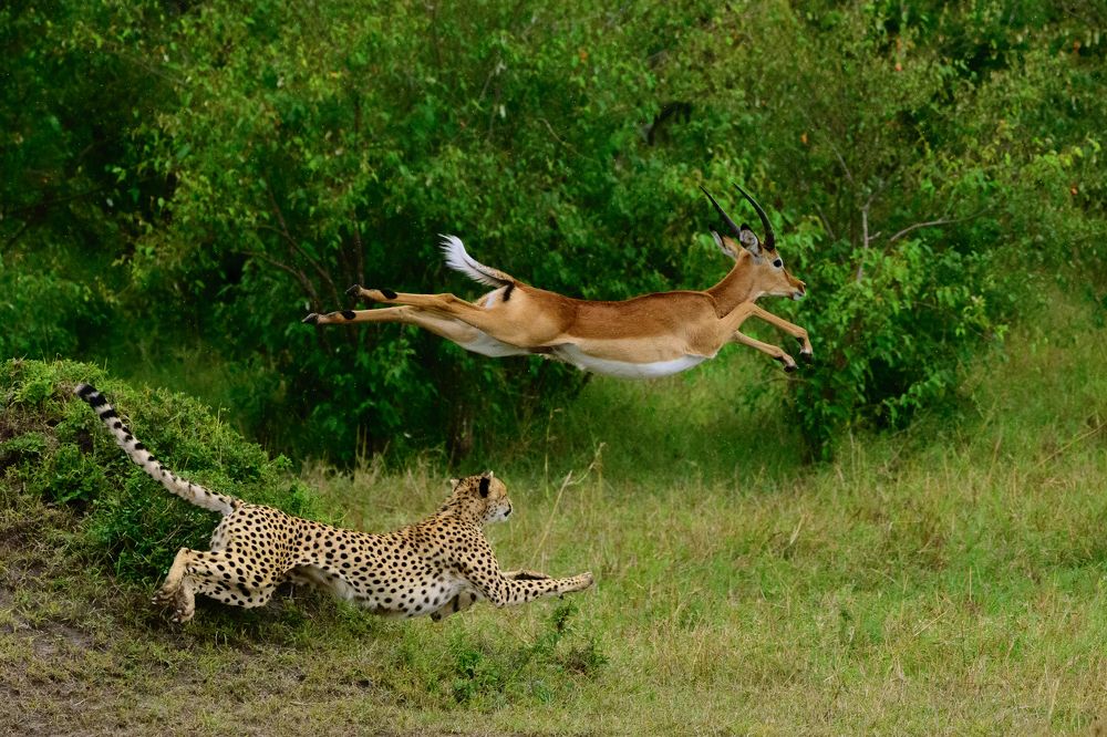 Photograph by Dr Soumen Chanda