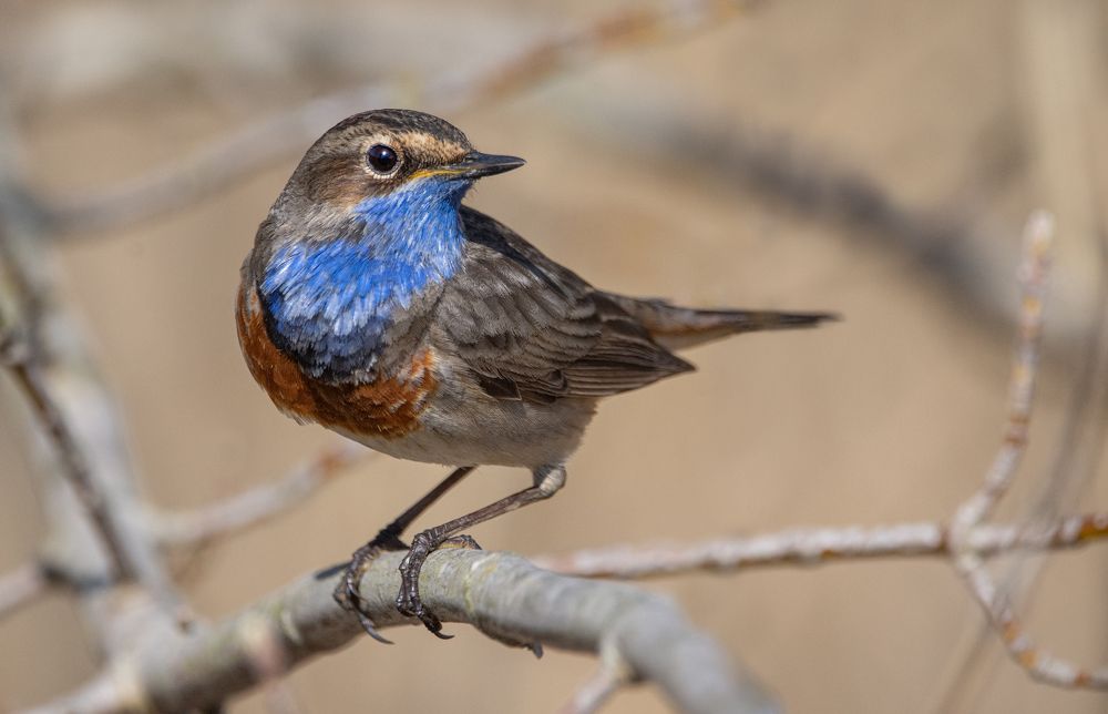 Фотография автора Татьяна Ливеровская