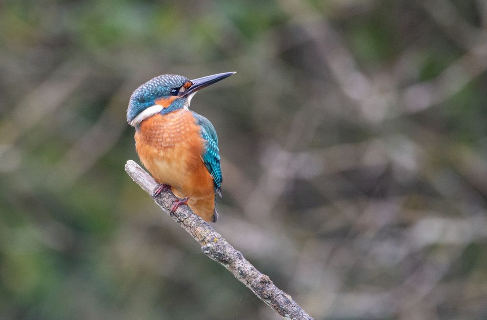 Фотография автора Татьяна Ливеровская
