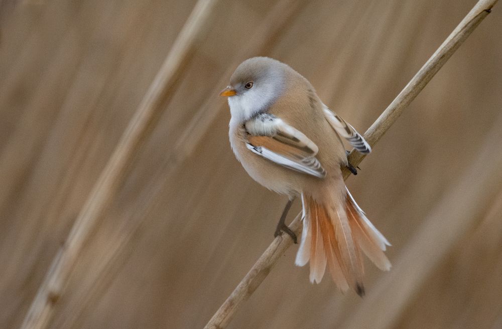 Фотография автора Татьяна Ливеровская