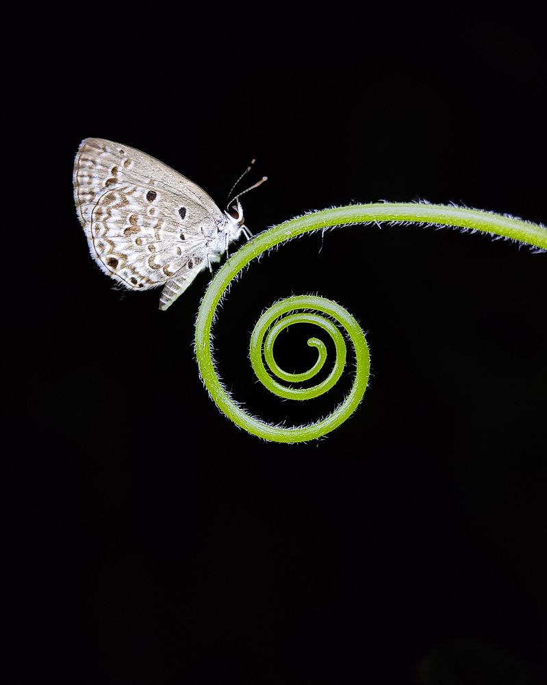 Photograph by Manojit Sasmal