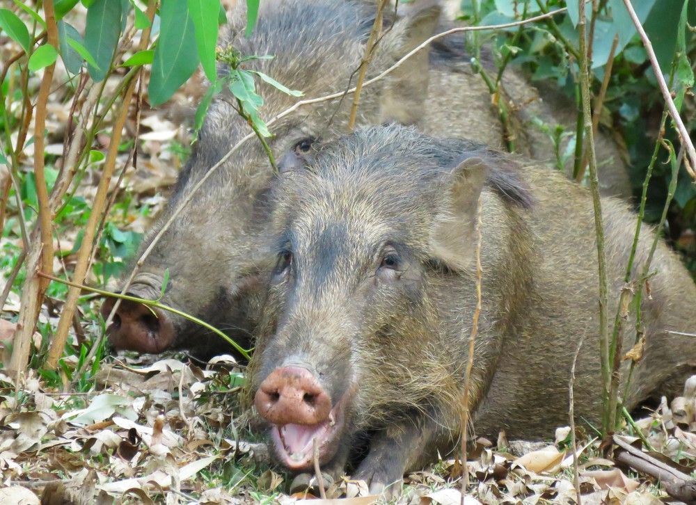 2 wild boars loo on, from their hiding