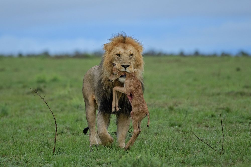 The lion king with kill