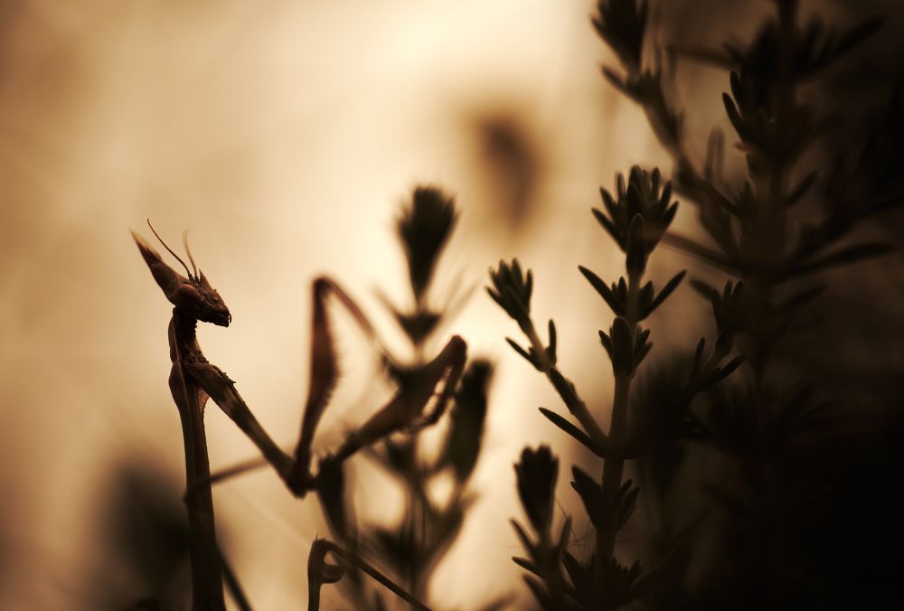 Фотография автора Panagiotis Dalagiorgos