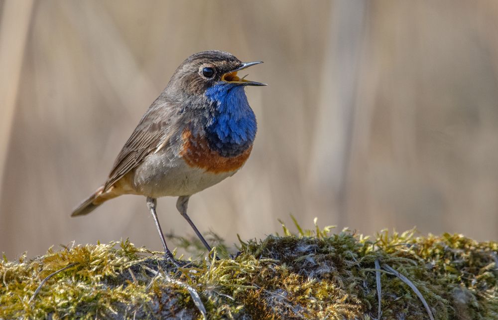 Фотография автора Татьяна Ливеровская