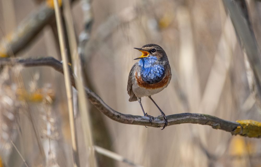 Фотография автора Татьяна Ливеровская