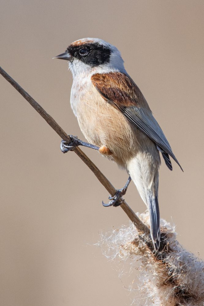 Фотография автора Татьяна Ливеровская