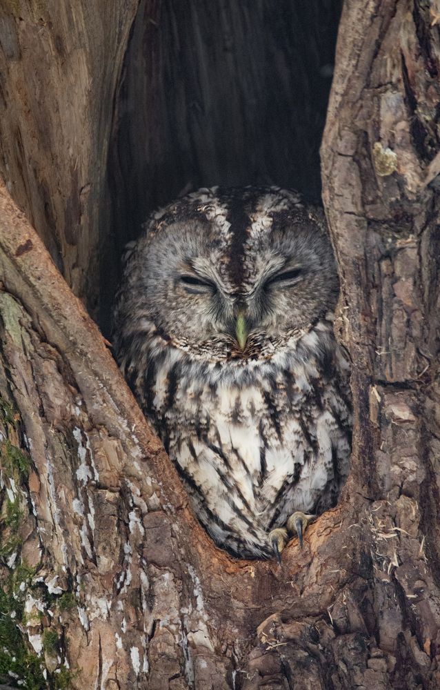 Фотография автора Татьяна Ливеровская