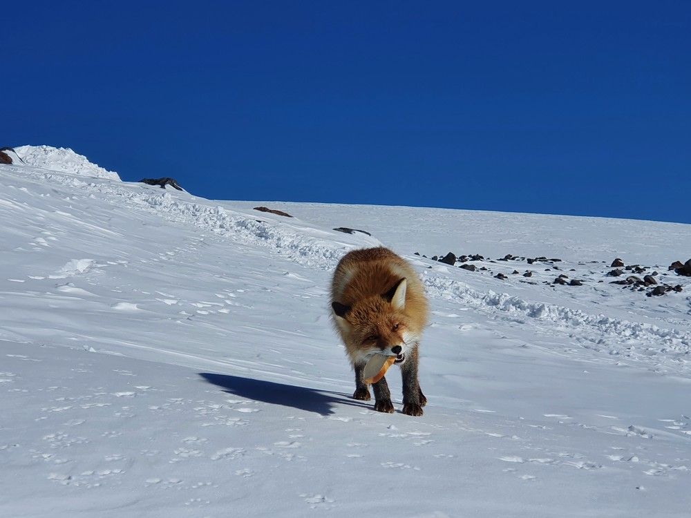 Лиса Муха на склонах Эльбруса