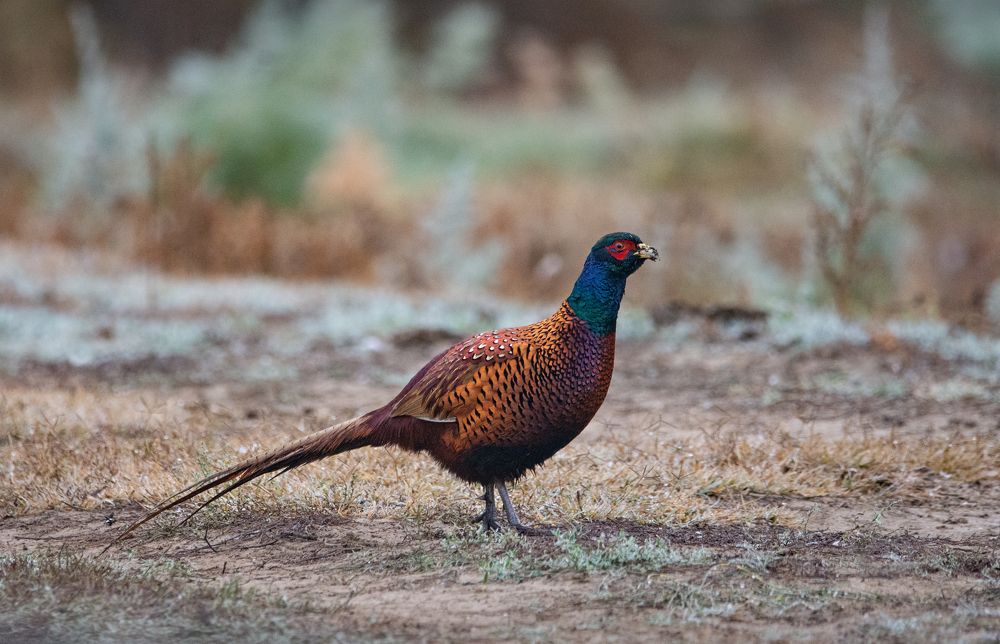 Фотография автора Татьяна Ливеровская