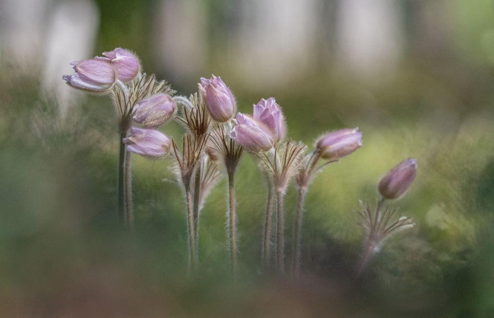 Прострел весенний
