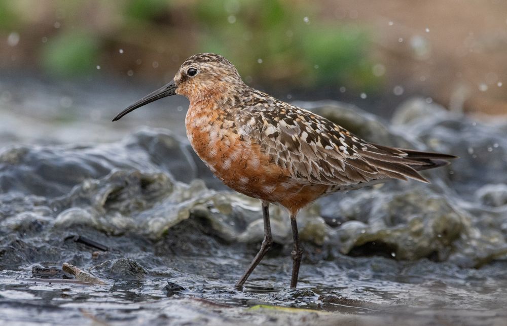 Фотография автора Татьяна Ливеровская