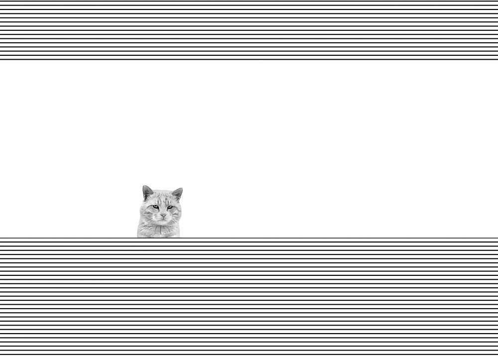 Photograph by Gholamreza Karimi