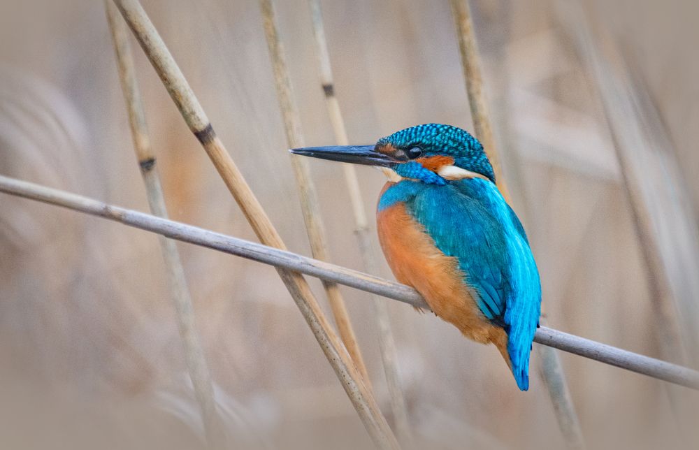 Фотография автора Татьяна Ливеровская