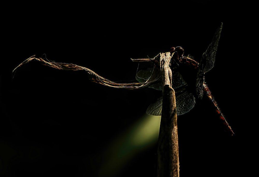 Фотография автора Александр