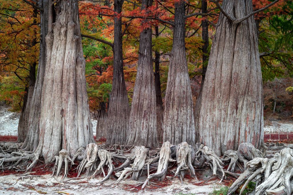 Болотные кипарисы долины Сукко