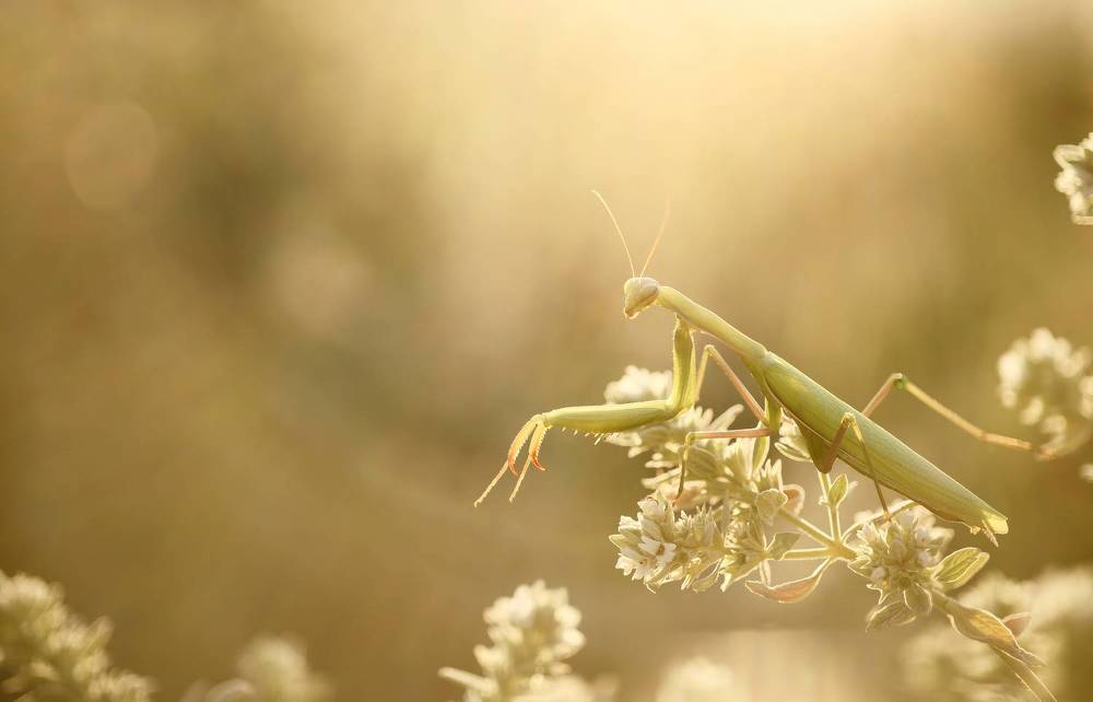 Atmospheric Mantodea