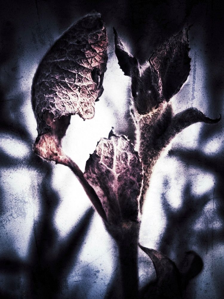 Фотография автора Ольга Сорокина