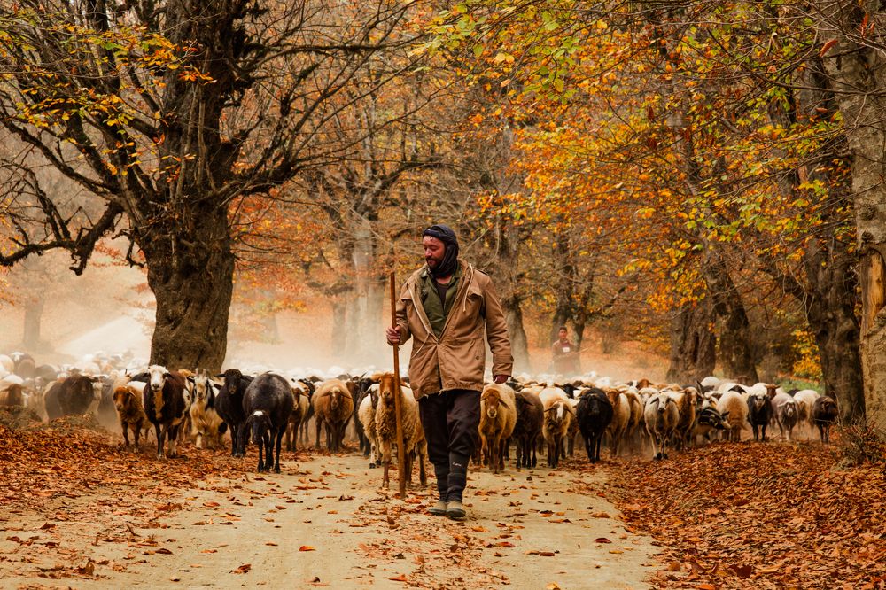 Photograph by seyed mostafa yousefi