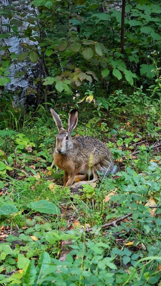 Photograph by Лидия Лащева