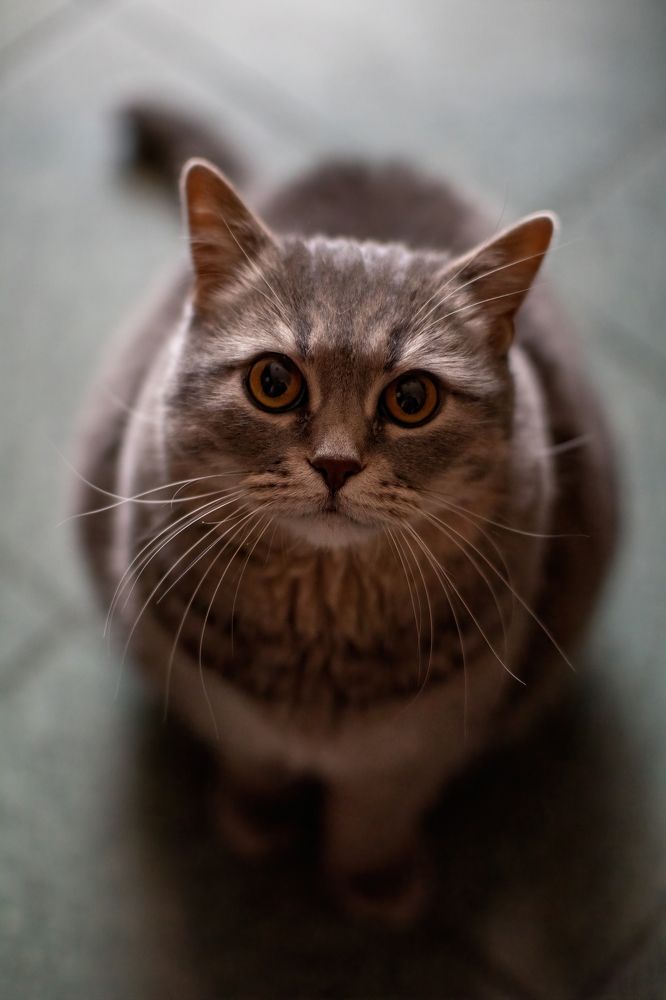 Photograph by Александр Свиблов