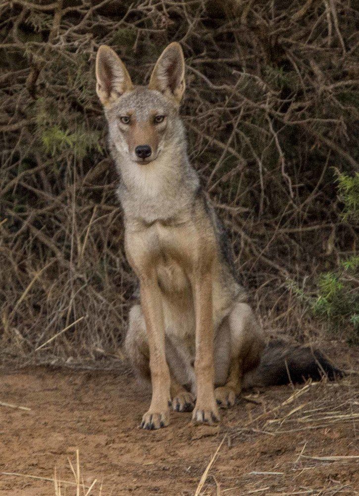 Photograph by KHALIFA MOHAMED