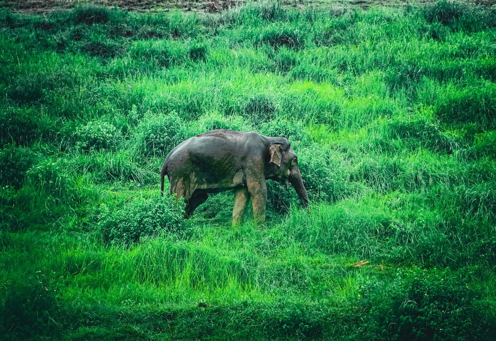 Photograph by Glorius Delima