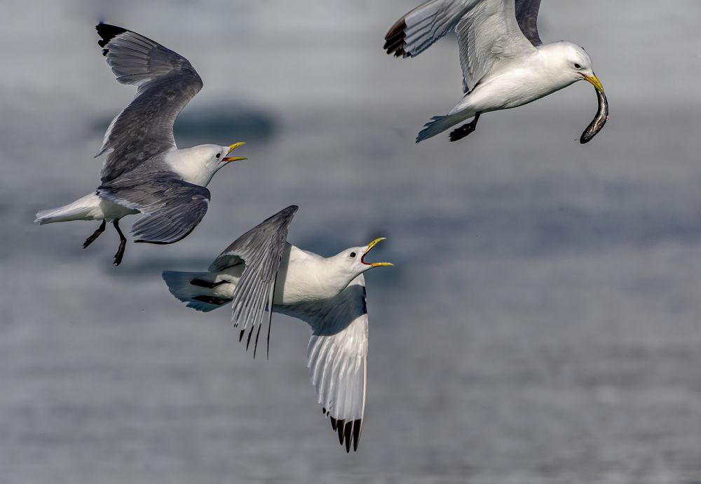 fight for lunch or you have to share