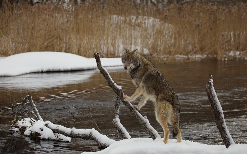 Фотография автора Aricha